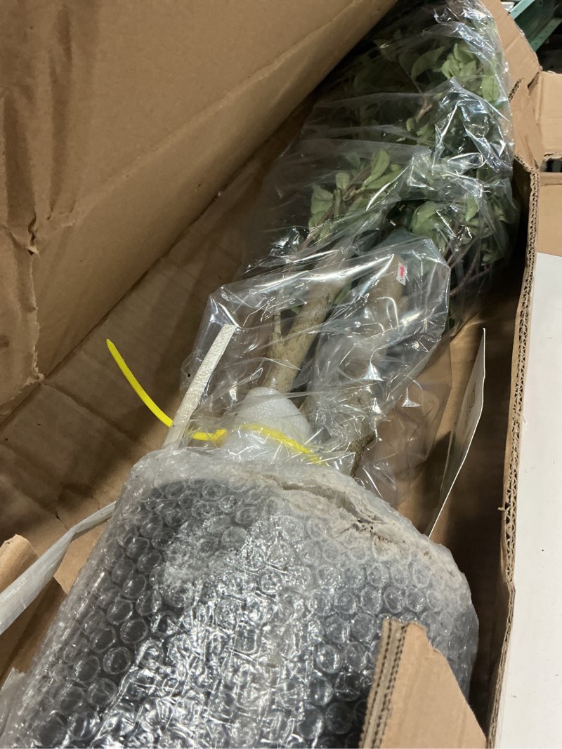 Condition photo showing New/Like New for Bellacat 6ft Artificial Quince Leaf Tree with Realistic Trunks, 72in Faux Quince Leaf Tree with Lifelike Leaves for Garden, Home, Living Room Decor