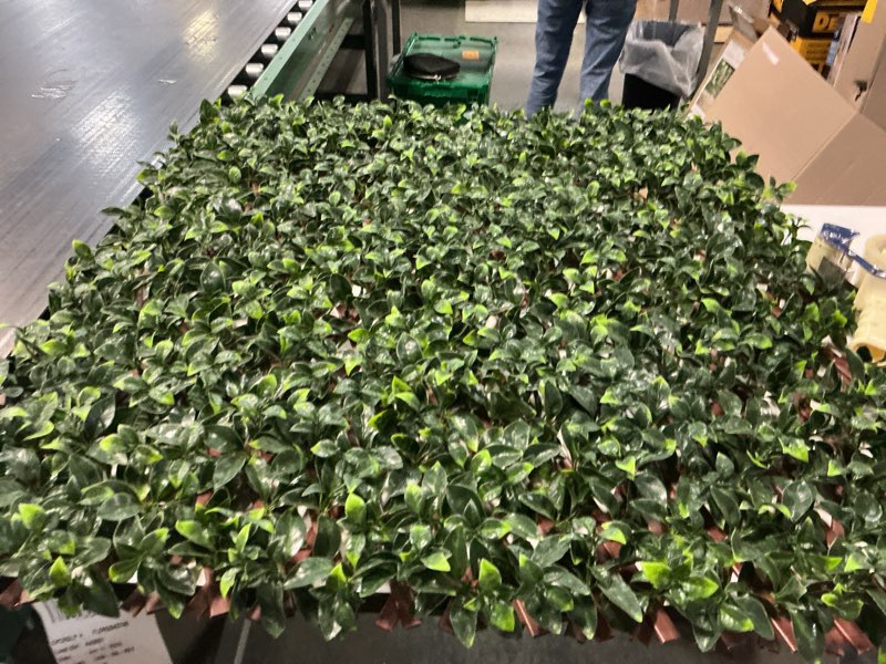 Condition photo showing Good Condition for everhome 75-in w x 34.25-in h gardenia leaf garden trellis