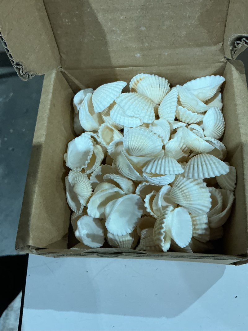Condition photo showing Good Condition for small tiny sea shells white clam bulk natural seashell for diy craft home decor vase fillers… small (pack of 1)