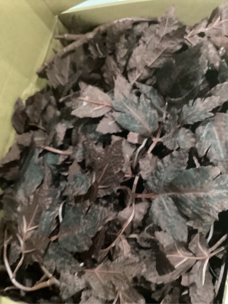 Condition photo showing Good Condition for Lyrow 6 Pack Artificial Cimicifuga Plant Leaf Spray Faux Plum Faux Fall Spray Silk Plants Cimicifuga Plant Leaf Branch for Home Vase Wedding Garden Farmhouse Table Mantel Decor (32 Inches) 6 32 Inches