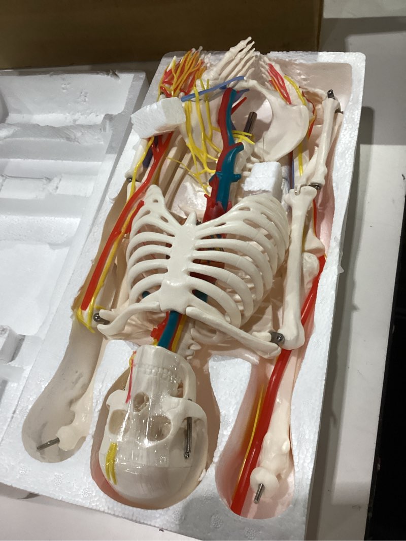 33" Human Skeleton Model with Nerves, Veins and Arteries, Removable Skull Cap, and Articulated Mandi