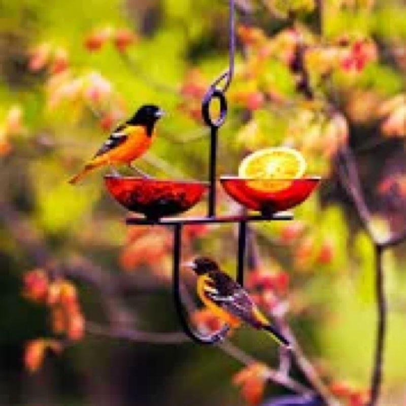 Mosaic birds side by sidehanging poppybird feeder