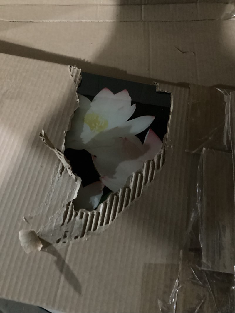 Condition photo showing Good Condition for PLIDAAYO Golden Silver Rose Wall Art Flower in Glass Bottle Canvas Print Picture Water Bubble Floral Painting Poster Black Golden Artwork for Living Room Bedroom Home Decor(Flo-04,16"x24") Flo-04 24"L x 16"W