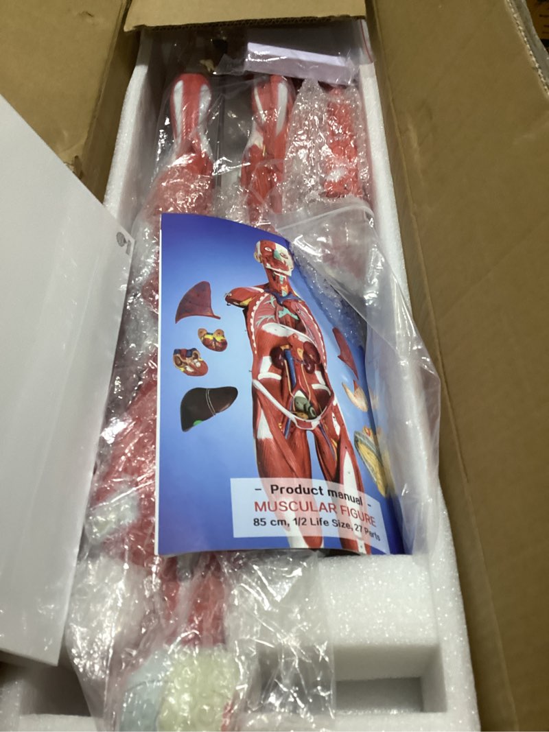 Condition photo showing Good Condition for EVOTECH Human Muscle and Organ Model, 27-Part 1/2 Life Size Muscular System Model with Removable Organ, Human Muscular Figure Body Anatomy Model for Medical Physiology Study Teaching Includes Poster Human Muscle and Organ Model-1/2 Lifesize