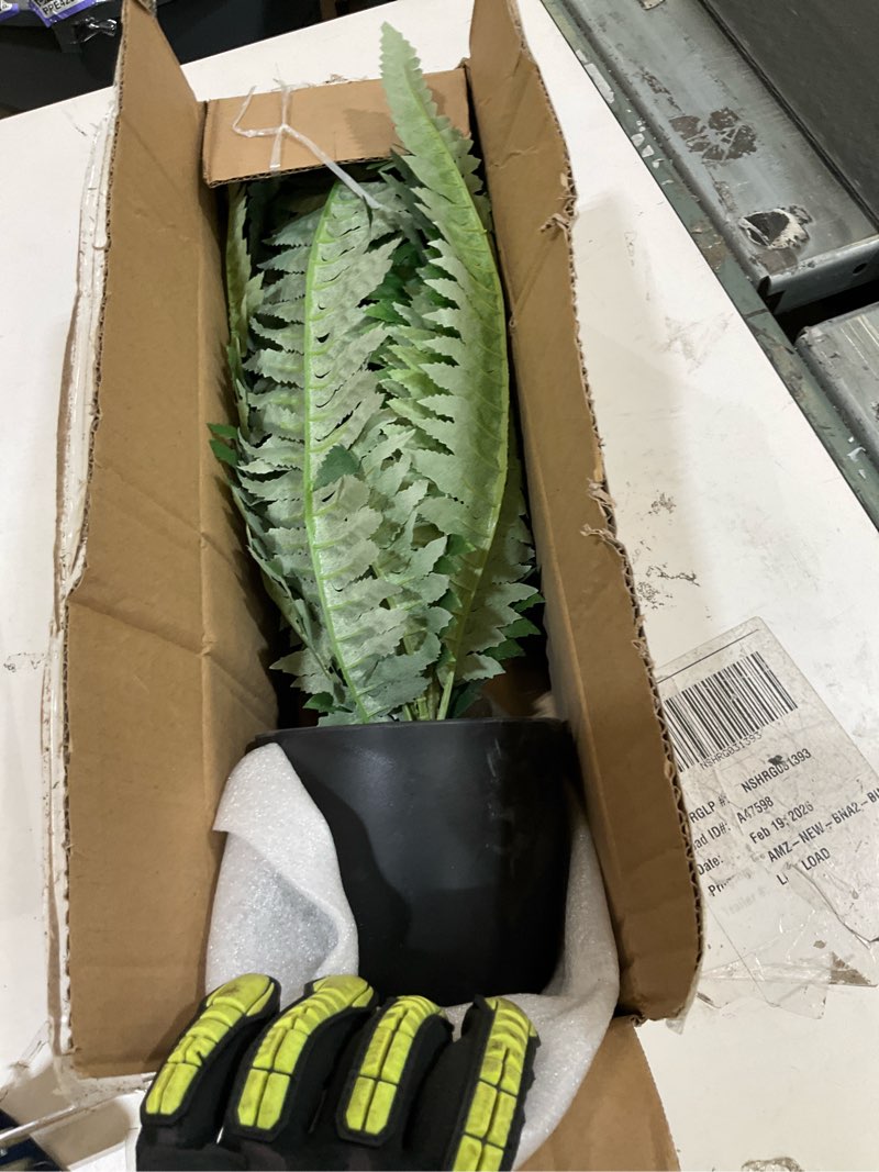 Condition photo showing Good Condition for fern potted plant