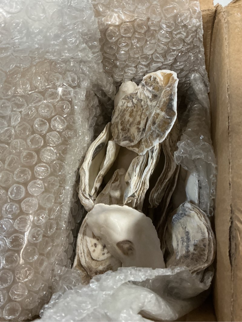 Condition photo showing Good Condition for qicqdram 20pcs flat oyster shells 4"-5" large oyster shells for crafts natural oyster shells bulk, for home vase filler, xmas ornaments, diy arts and crafts sea shells 4"-5" 20pcs