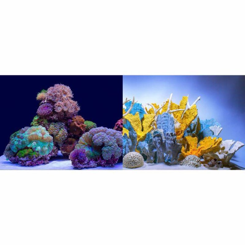 Coral Bliss/Luscia Reef Background (18\" x 36\")