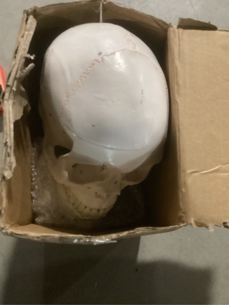 Condition photo showing Good Condition for upgraded life size human head skull anatomical model with laser-etched fonts not hand write number, not smudged for medical student human anatomy study course