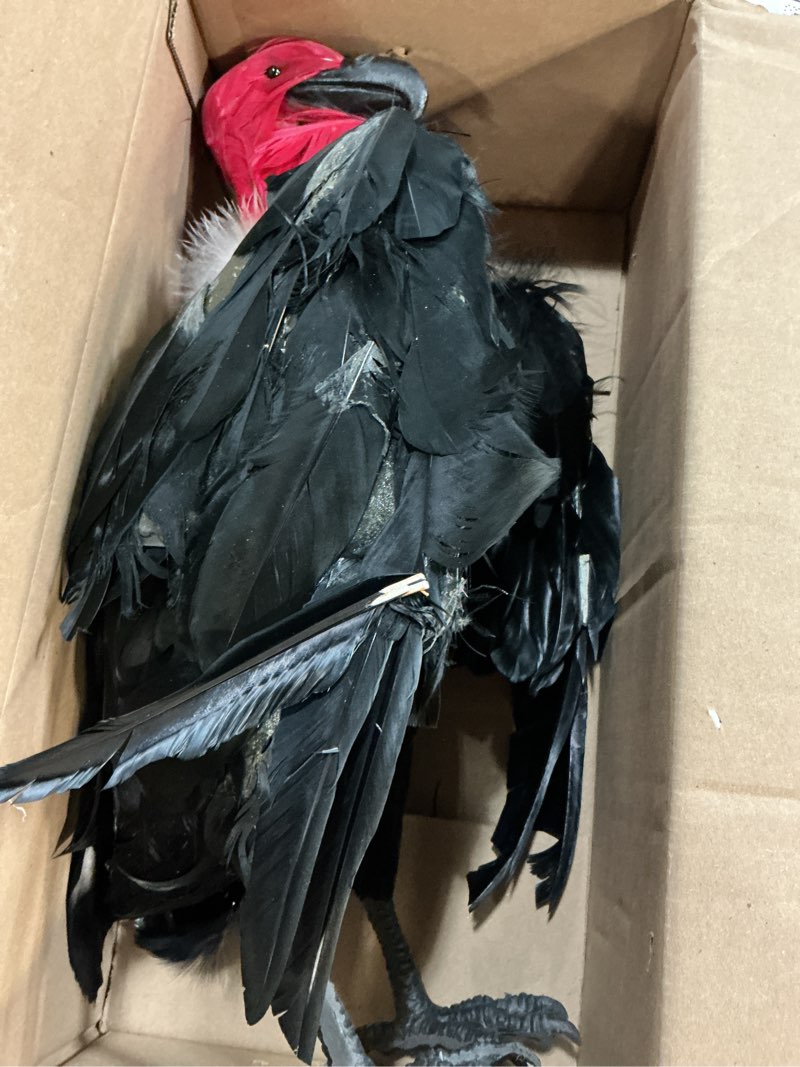 Condition photo showing As Is for dead vulture effigy 18 inch tall, deters turkey & black vultures ?/ buzzards from roofs, trees and cell towers