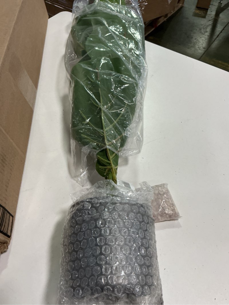 Condition photo showing Good Condition for BESAMENATURE 30.5" Little Artificial Fiddle Leaf Fig Tree/Faux Ficus Lyrata for Home Office Decoration, Ships in Silvery Gray Planter