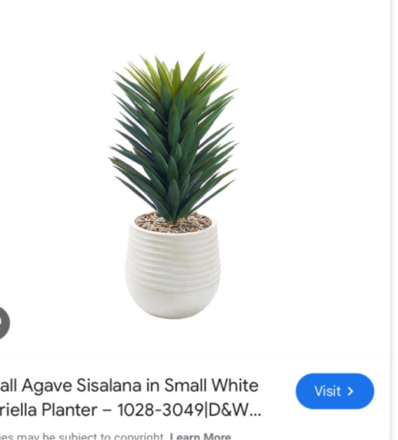 Small Agave Sisalana in White Mariella Planter