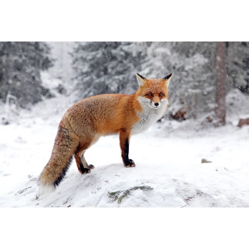 Fox in Forest at High Tatras Slovakia - Wrapped Photo Canvas 12x18in