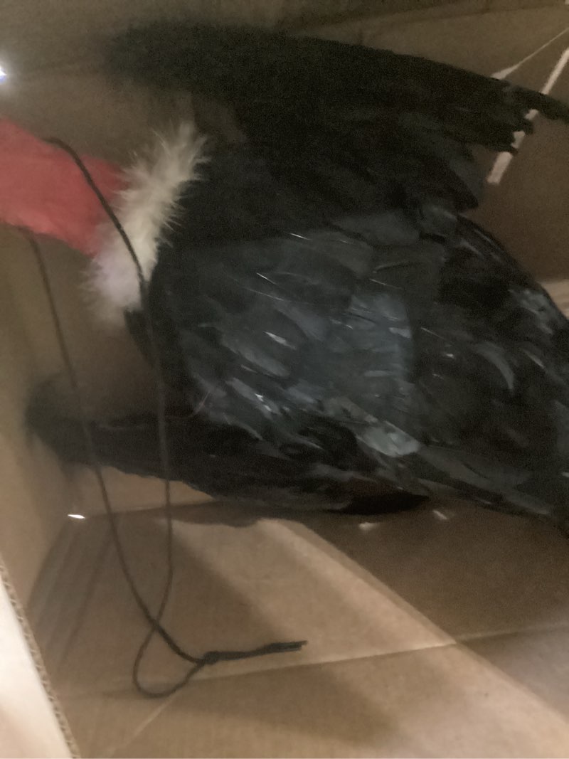 Condition photo showing Good Condition for 1 pcs fake vulture 18'' large faux vulture decoys simulated full feathered realistic bird black hanging faux bird for yard roofs trees garden decorations