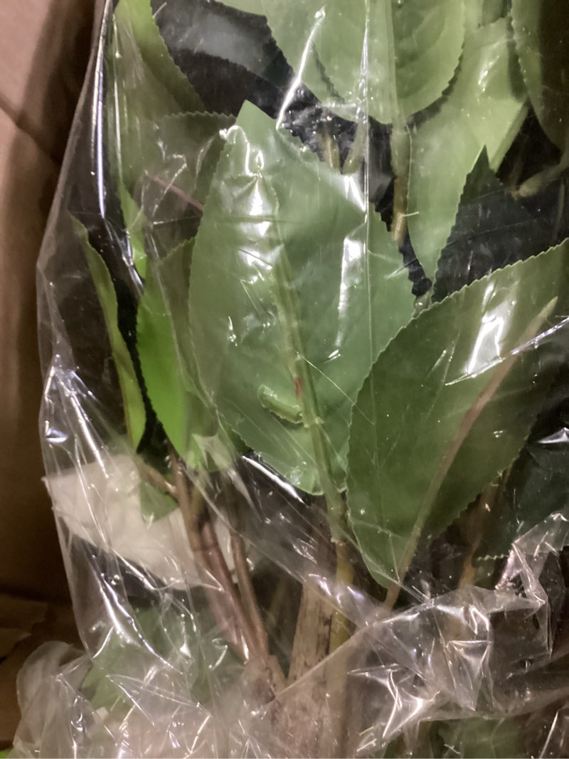 Condition photo showing Good Condition for hananona 2 pcs artificial camellia trees faux camellia plant in pot with flowers indoor plants for spring home decor outdoor porch front door decor (white, m) white medium