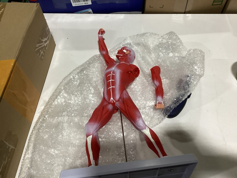 Condition photo showing As Is for human muscles anatomy model - miniature superficial anatomical muscular movement system model mini 1/4 life size study tool for education teaching doctor's office classroom school