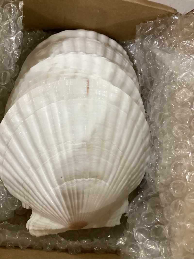 Condition photo showing Good Condition for 10pcs large natural scallop shells, 4''-5'' large shell for crafts, diy painting, baking and beach wedding decorations - large white seashells bulk for ocean themed parties and home decor