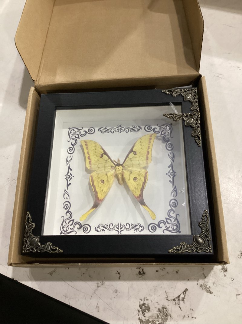 Condition photo showing Good Condition for real actias sinensis male moth preserved framed - 7.1 inch square insect specimen shadow box, handcrafted gothic home decor, vintage bug collection display for christmas halloween birthday gifts m-actias sinensis male moth