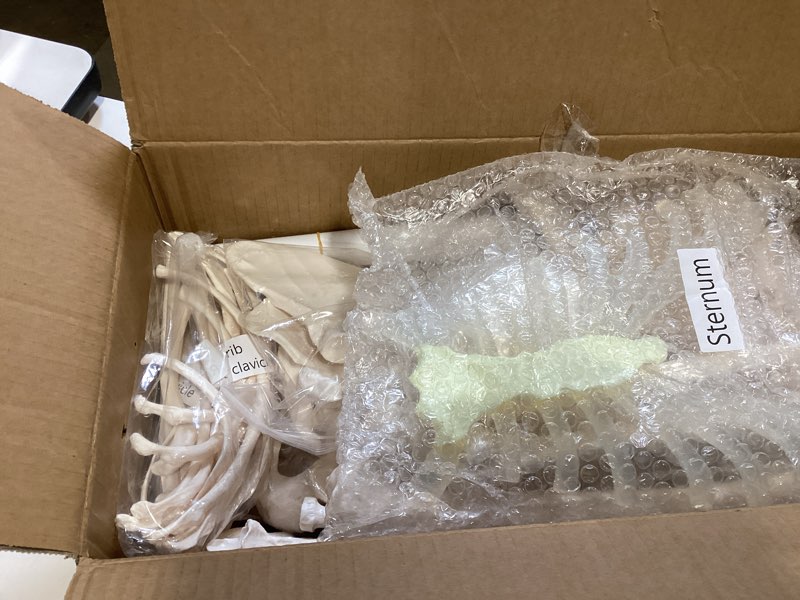 Condition photo showing Good Condition for breesky disarticulated human skeleton model for anatomy life sized anatomical model 23 intervertebral discs 3 part skull with movable jaw articulated hand & foot includes colored poster disarticulated skeleton model