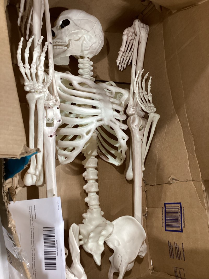 Condition photo showing As Is for crazy bonez pose-n-stay life size 5 ft skeleton with realistic posable and movable joints for halloween indoor and outdoor decoration