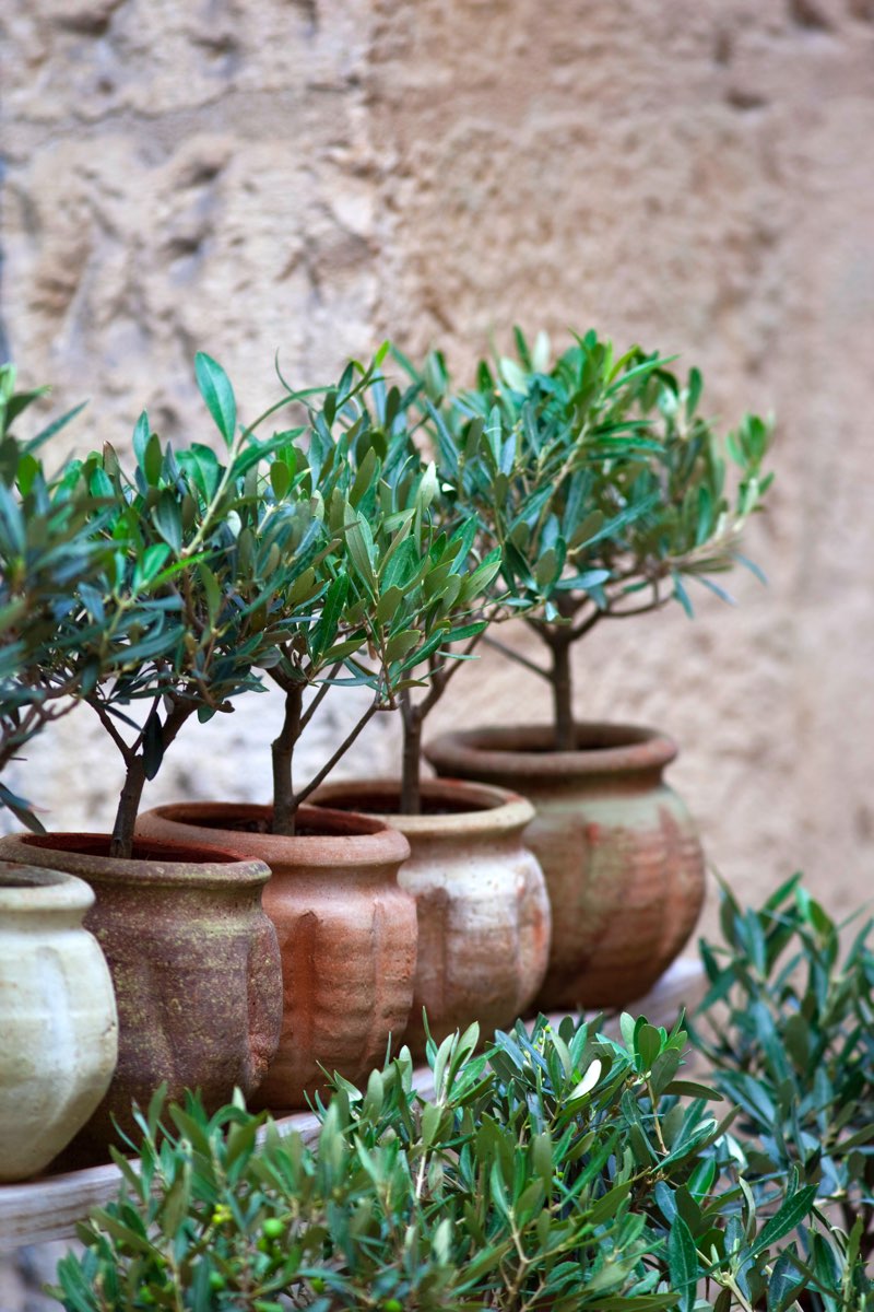 Ebern Designs Keyte Olive Trees by Jacquespalut | 12x8