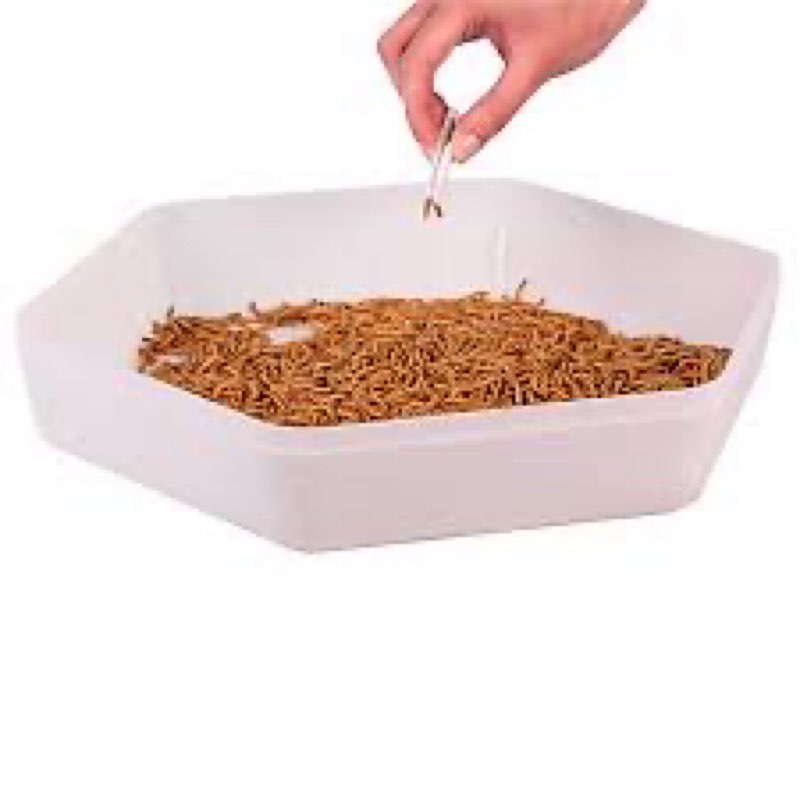 The Bug Factory Mealworm Breeding Kit – 1-Tier Mealworm Farm Growing Kit | Grow & Raise Mealworms for Chickens, Birds & Reptiles | Full Lifecycle Habitat with Trays, Carbon Filters & Tweezers