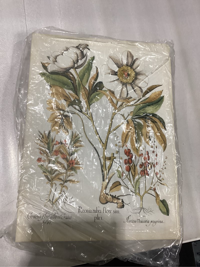 Condition photo showing New/Like New for Trademark Fine Art Ivory Peonies IV by Basilius Besler, 14x19-Inch,