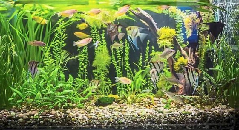 Assorted Aquarium Decor & Supplies