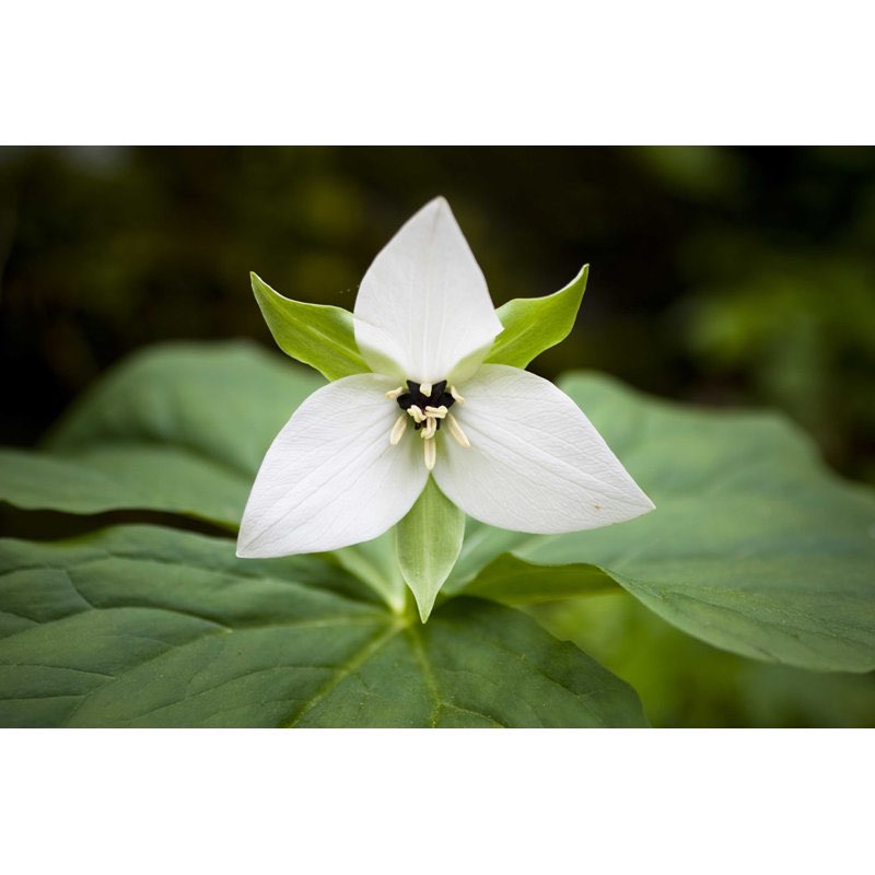 Trillium - Wrapped Canvas Photograph Size: 32" H x 48" W