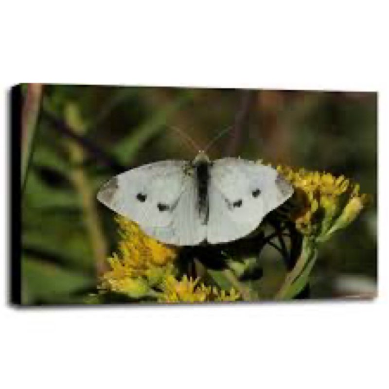 Frame USA SEM9304-GORSEM106135 7.25"x10.75" by Gordon Semmens 3/4" Print, 7.25x10.75, Canvas Stretched On/Bars