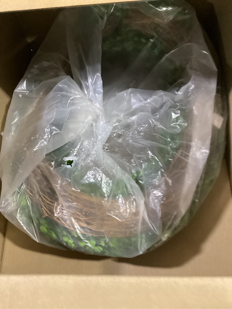 Condition photo showing Good Condition for nearly natural 24in. preserved boxwood wreath