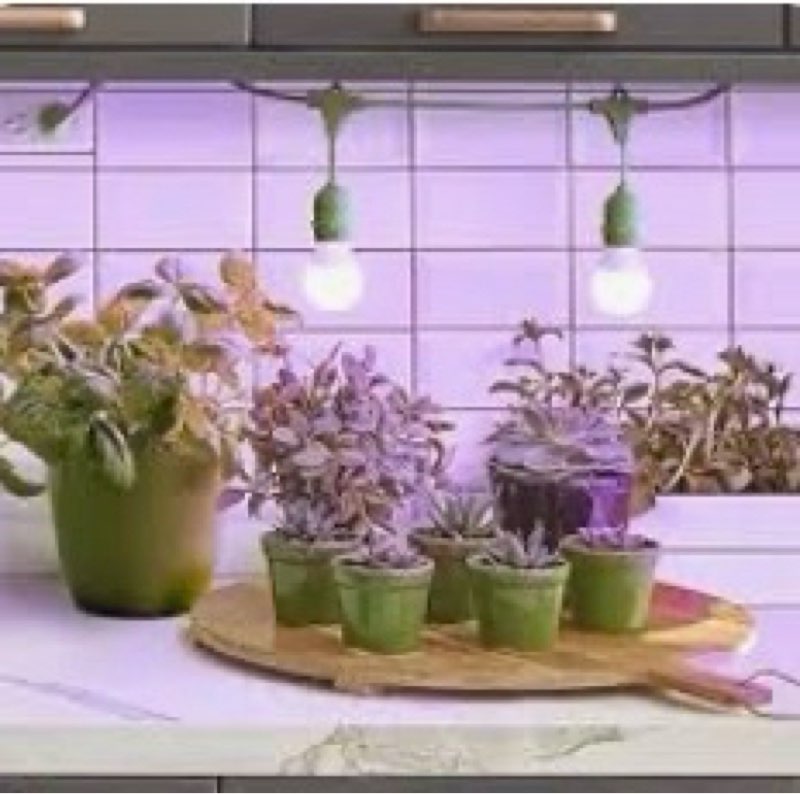 Miracle LED 609889 Kitchen Gardener 2-Socket LED Grow Light Bulb Kit with Blue Spectrum Bulbs and 3'