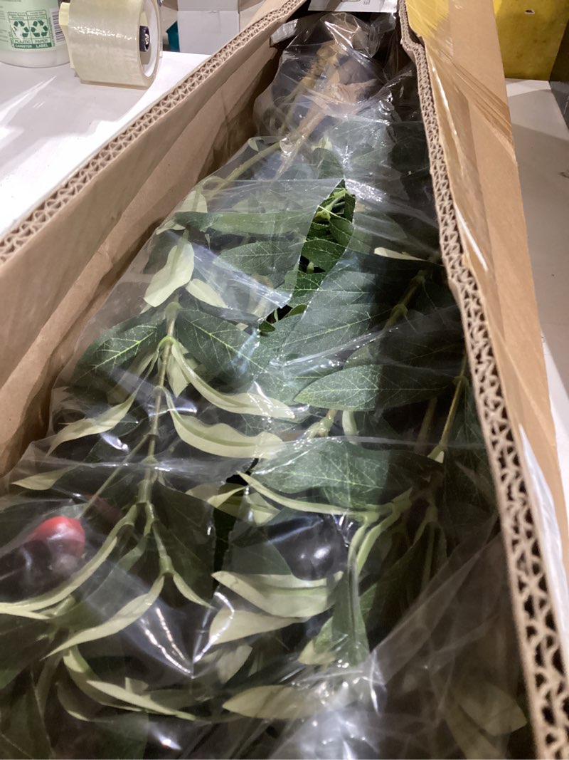 Condition photo showing Good Condition for Bellacat Faux Olive Tree 6ft?Olive Trees Artificial Indoor with Natural Wood Trunk and Realistic Leaves and Fruits. 6 Feet(72in) Fake Olive Tree for Home House Office Décor. 1 6ft