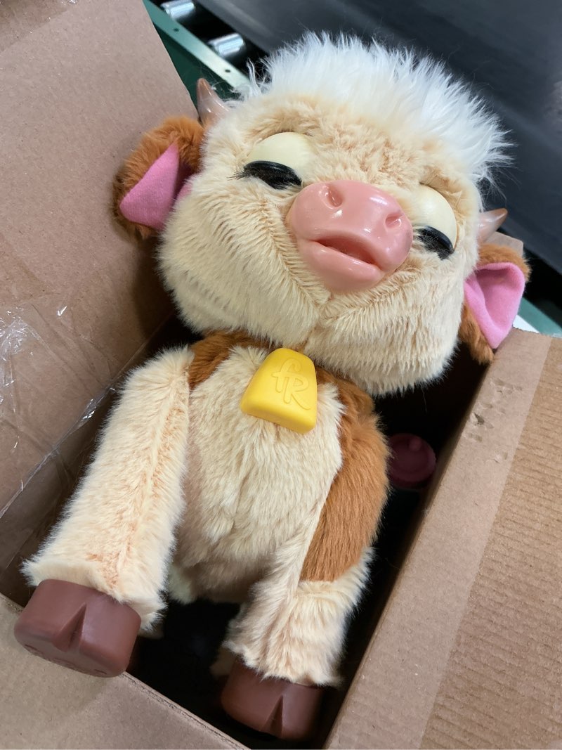 Condition photo showing New/Like New for FurReal Maggie The Feed & Follow Cow, 11 Inch Interactive Highland Mini Cow, for Boys and Girls, Ages 4 and up
