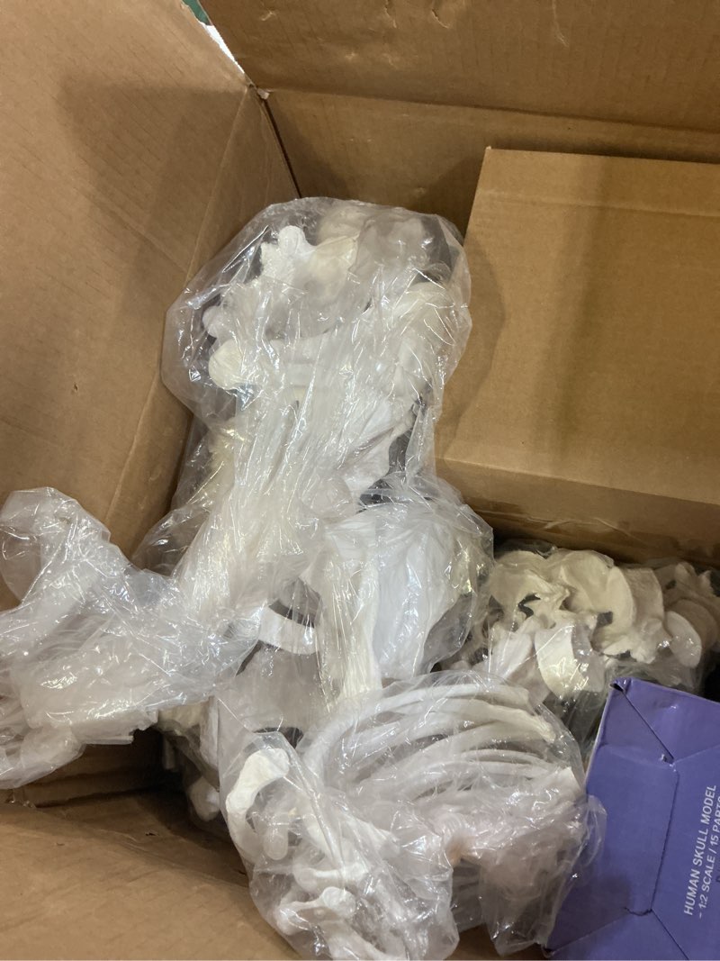 Condition photo showing As Is for human model of skeleton for anatomy 67“ high with 200+ bones structures,skull model scientific disarticulated human skeleton bundle for anatomy