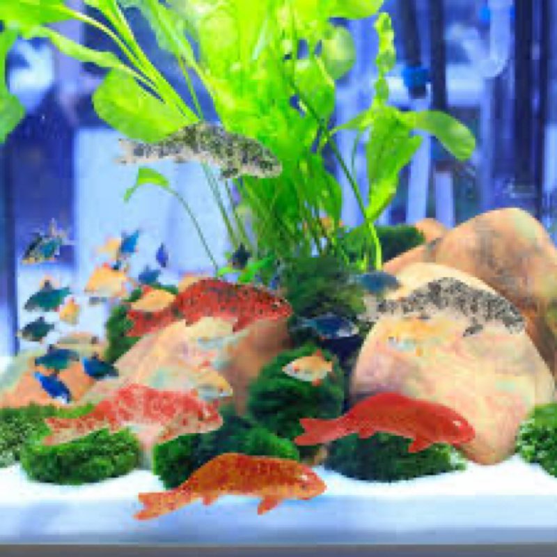 Assorted of aqurium supplies