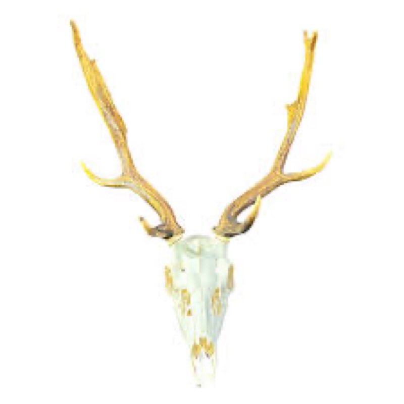 Courtdale Real Fallow Deer Skull (detachable horns)