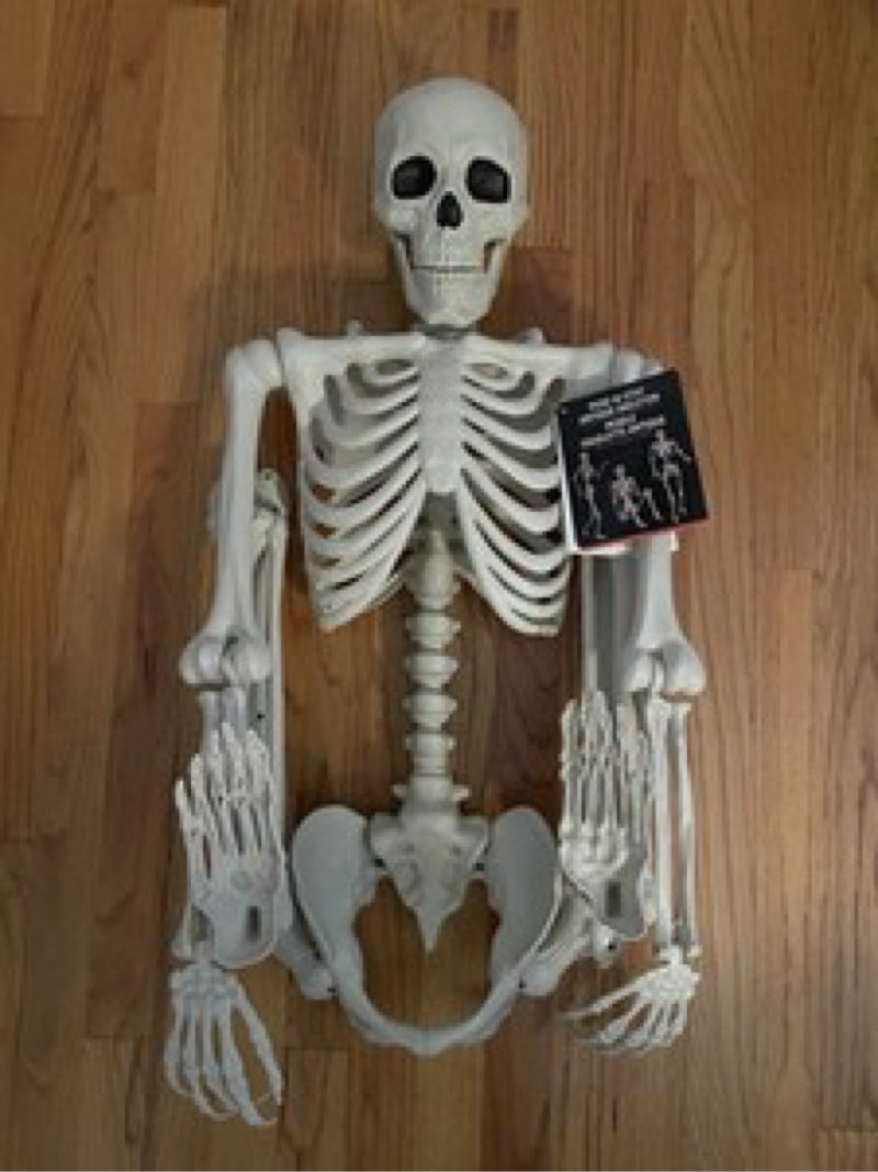 Skeleton 5ft Life Size Pose-N-Stay Halloween Decor Read!