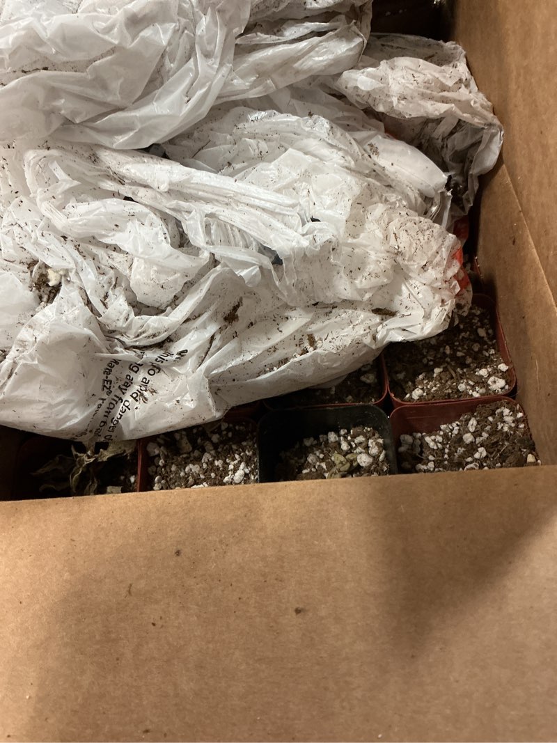 Condition photo showing As Is for Shop Succulents Endless Summer Succulent Pack Collection - Live Mini Succulent Plants, Low Maintenance, Colors & Textures - Wedding and Party Favors, Gift & Garden, Pack of 20 Endless Summer Collection