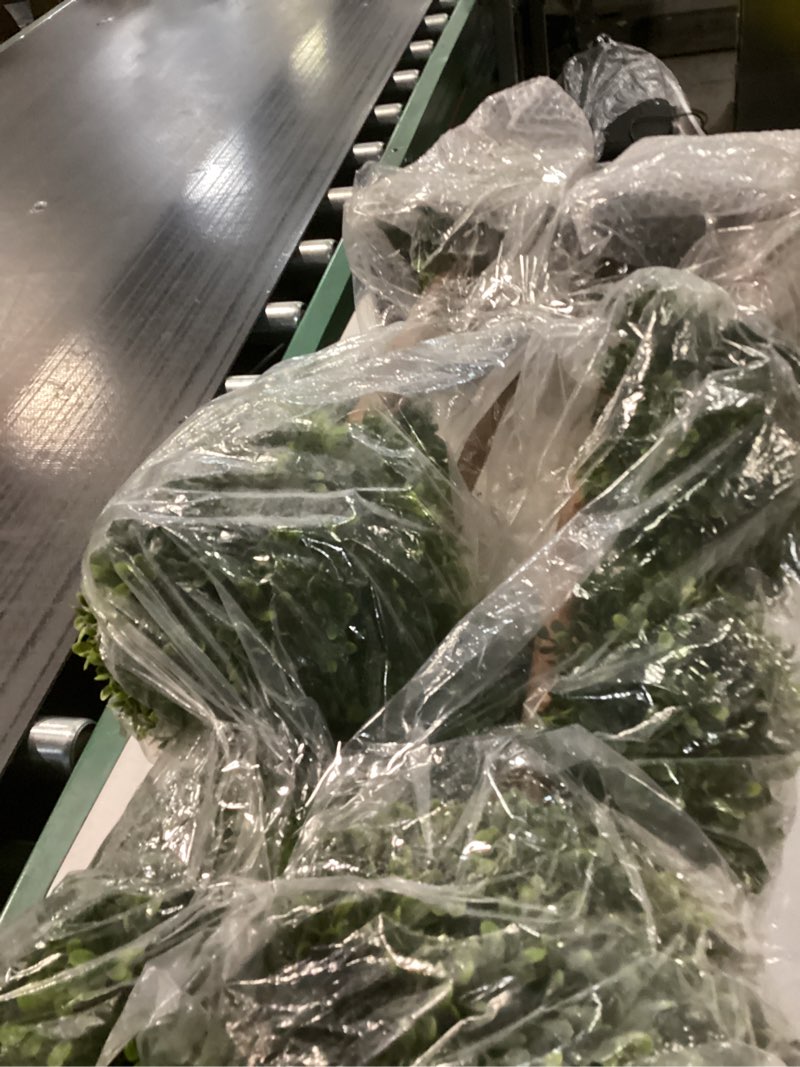 Condition photo showing Good Condition for Two 56 Inch Artificial Boxwood Triple Ball Trees Potted