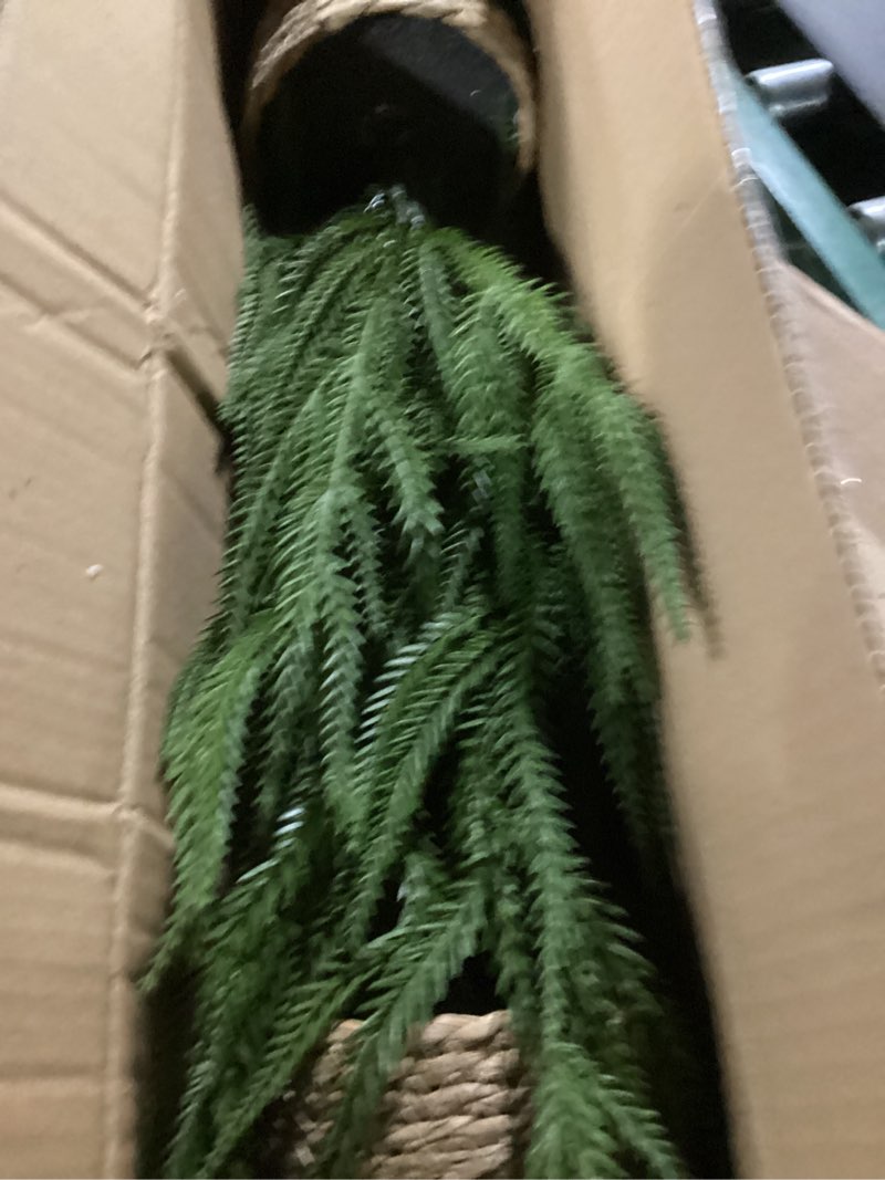 Condition photo showing Good Condition for Nuanchu 2 Pcs 2ft (24") Artificial Norfolk Pine Tree Faux Tree with Flower Pot Potted for Corridors Fireplaces Living Rooms Dining Rooms Kitchens Indoor Outdoor Decor