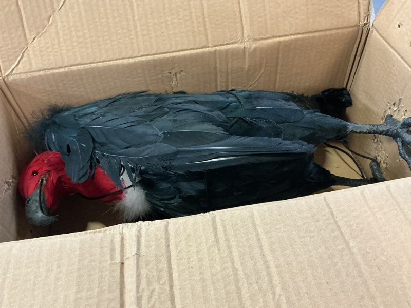 Condition photo showing Good Condition for tenceur 1 piece faux vulture effigy 18'' large fake vulture decoys simulated full feathered realistic bird black hanging faux bird scarecrow for yard roofs trees garden