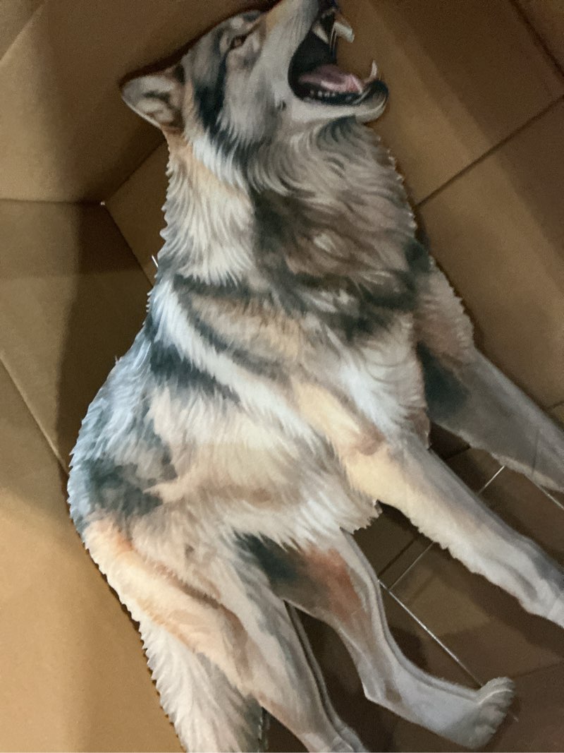 Condition photo showing Good Condition for qualirey coyote decoy for geese deterrent 27.5 x 26 inch fake predator hunting decoy 2d coyote repellent devices to scare goose deer keep away small animals
