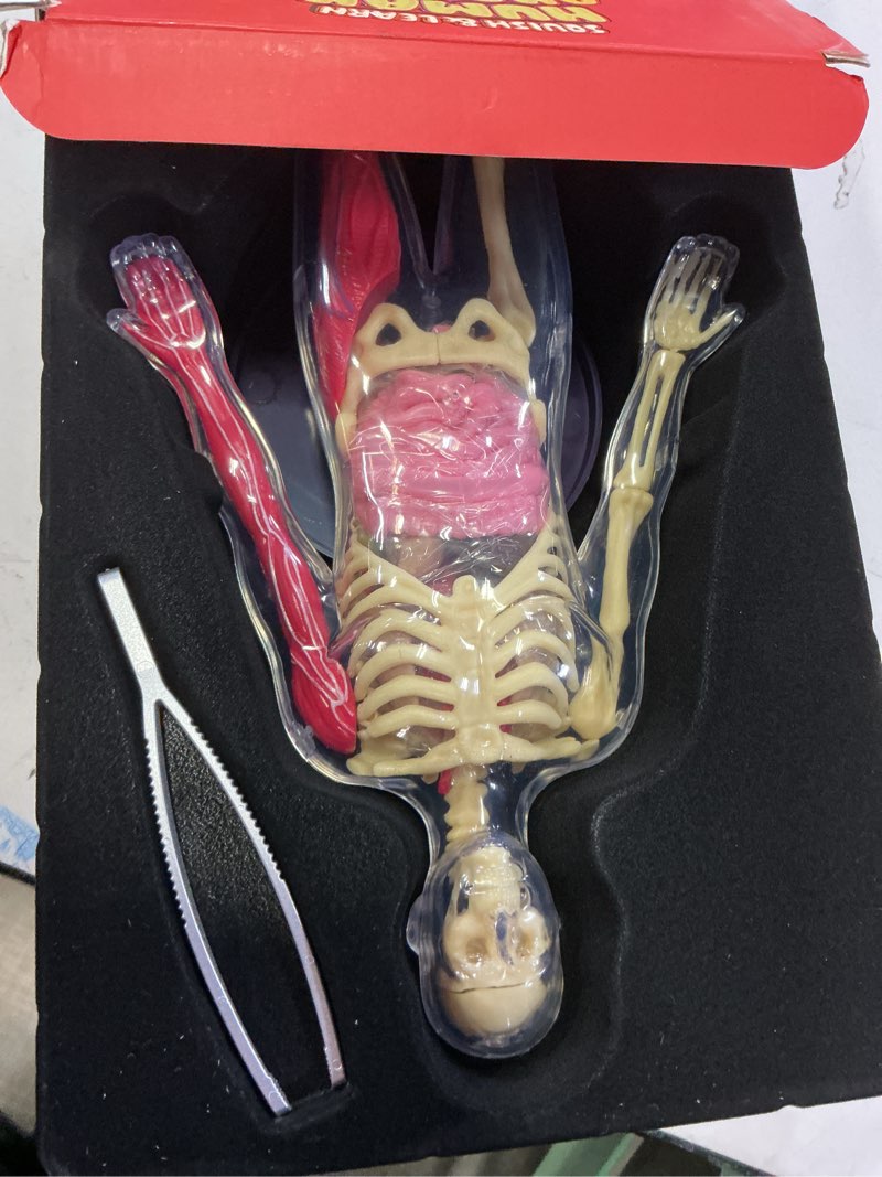 Condition photo showing Good Condition for Dan&Darci Human Anatomy Squishy Body Model - Science Kits for Kids Ages 4-8 - STEM Toys for 4 5 6 7 8 Year Old Boy Birthday Gift - Learning Educational Toys for Ages 5-7 Boys Gifts - Skeleton Parts