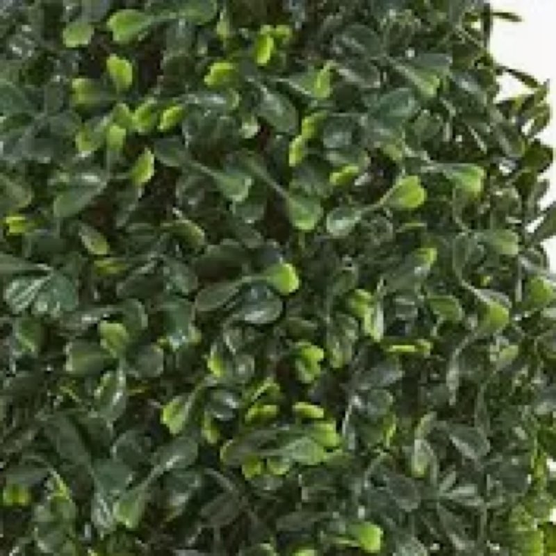 Boxwood foliage