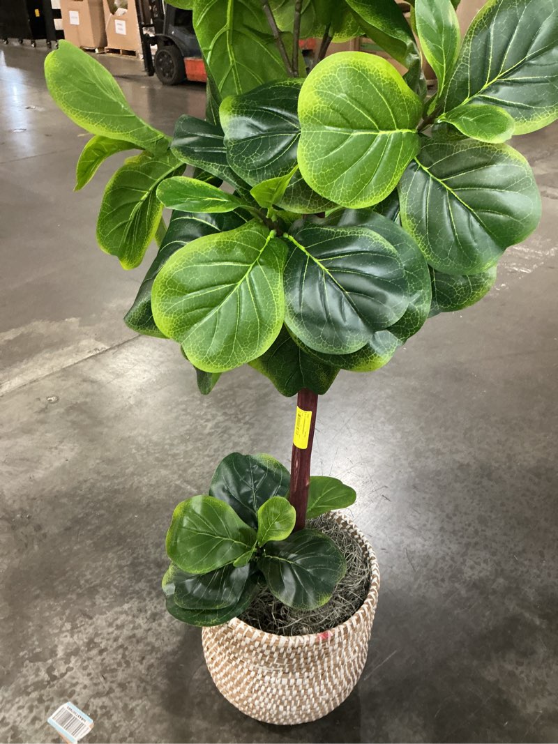 Condition photo showing Good Condition for glasflength 7-foot artificial fiddle leaf fig tree in black plastic pot lifelike faux tree for home living