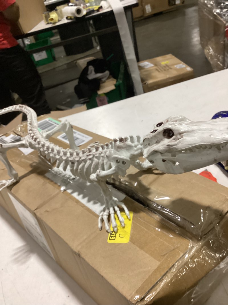 Condition photo showing As Is for crocodile skeleton halloween decoration - 20" long - weather resistant for indoor outdoor use- upgrade your fall lawn graveyard haunted house cemetery party props, spooky trick-or-treat cemetary decor 1 pack