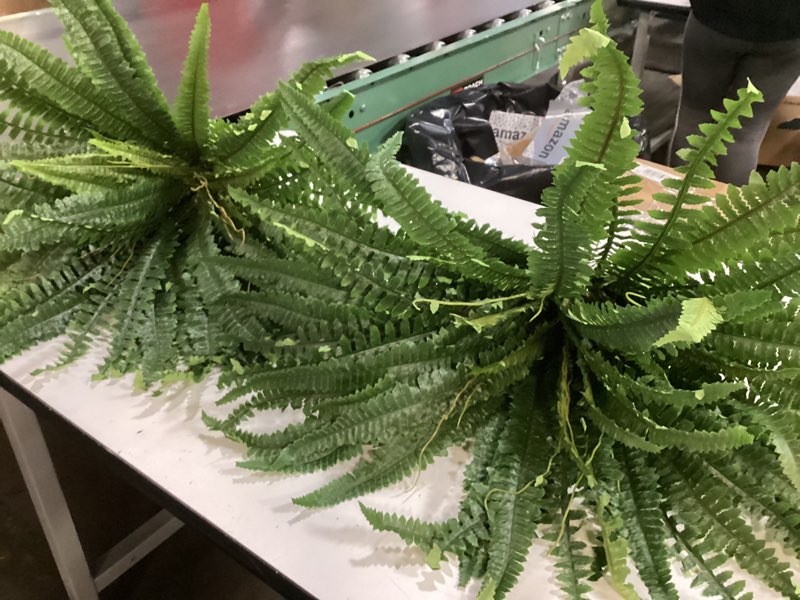 Condition photo showing As Is for 2 pcs artificial fern plants