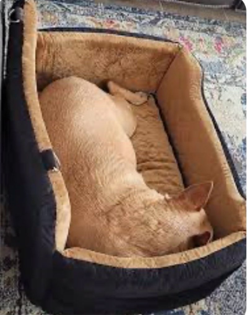 dog car seat booster seat (similar to stock photo)