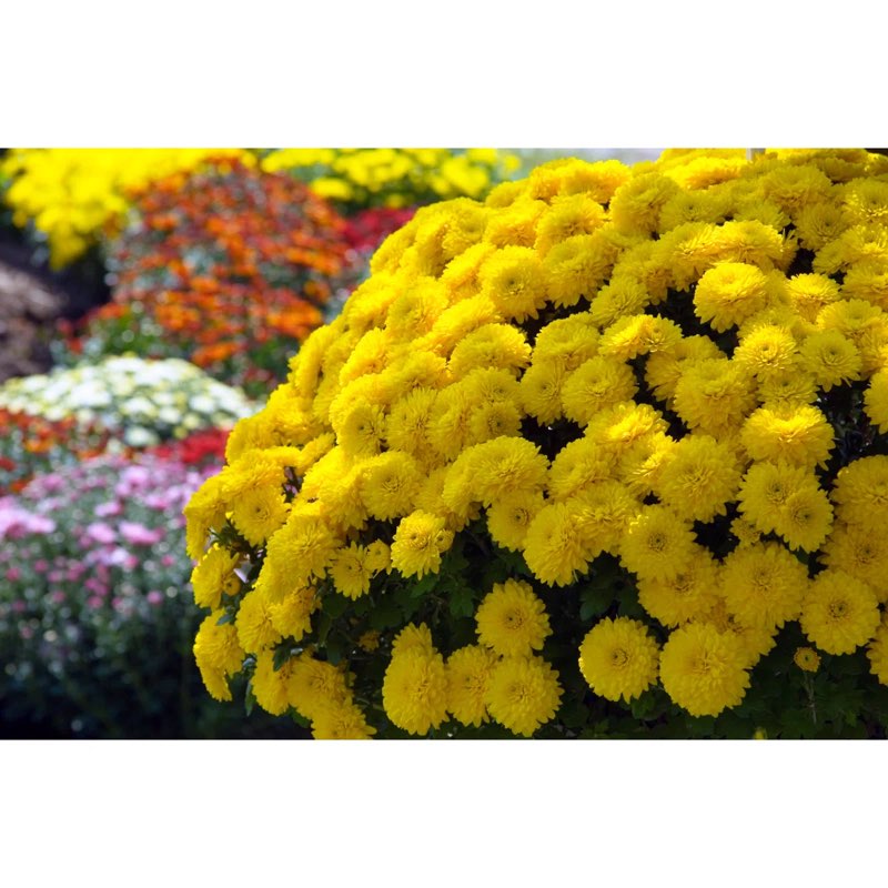 Sunburst Of Mums, 12" H x 18" W
