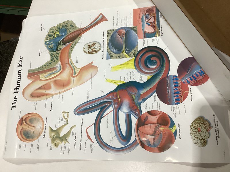 3B Scientific VR1243UU Glossy Paper Human Ear Anatomical Chart, Poster Size 20" Width x 26" Height